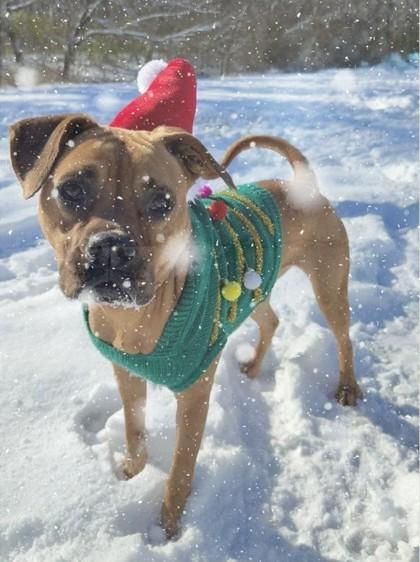 Enlarge Jackie, a Adoptable mixed breed in Independence, MO image 3/3