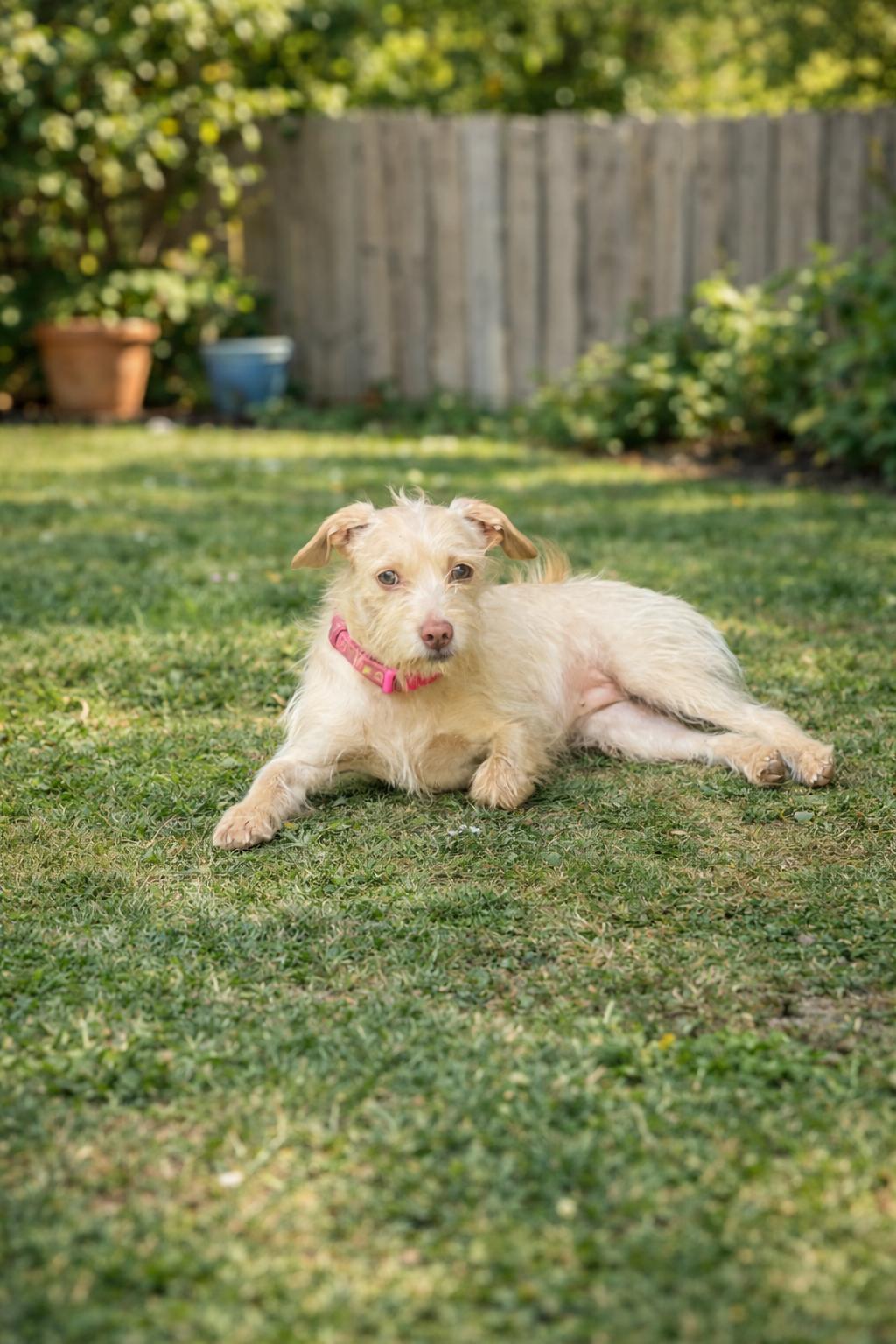 Enlarge Winter, a ADOPTABLE Terrier in Georgetown , CA image 1/1