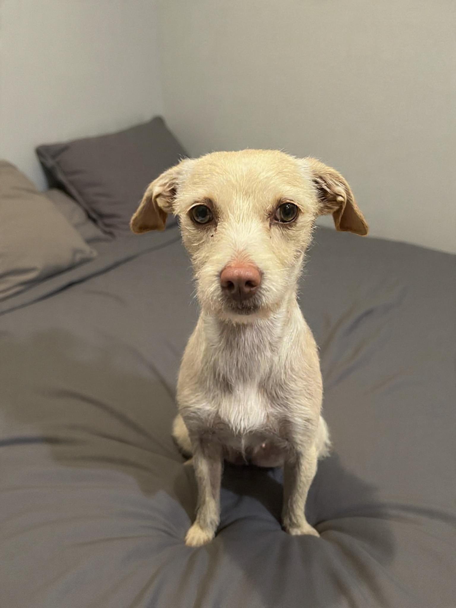 Winter, ADOPTABLE, Young Female Terrier.