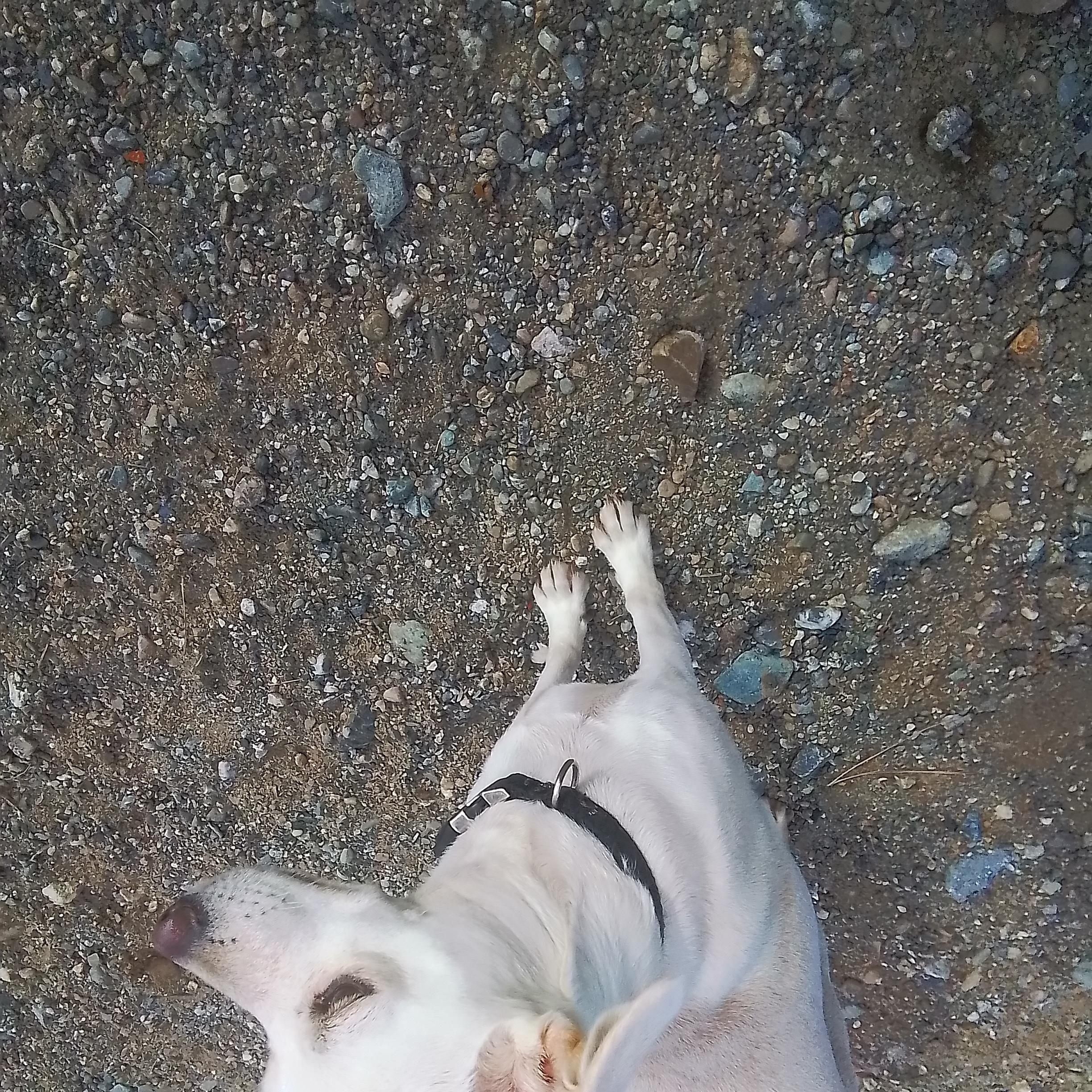 Enlarge Charlie, a Adopted mixed breed in Marysville, WA image 5/6