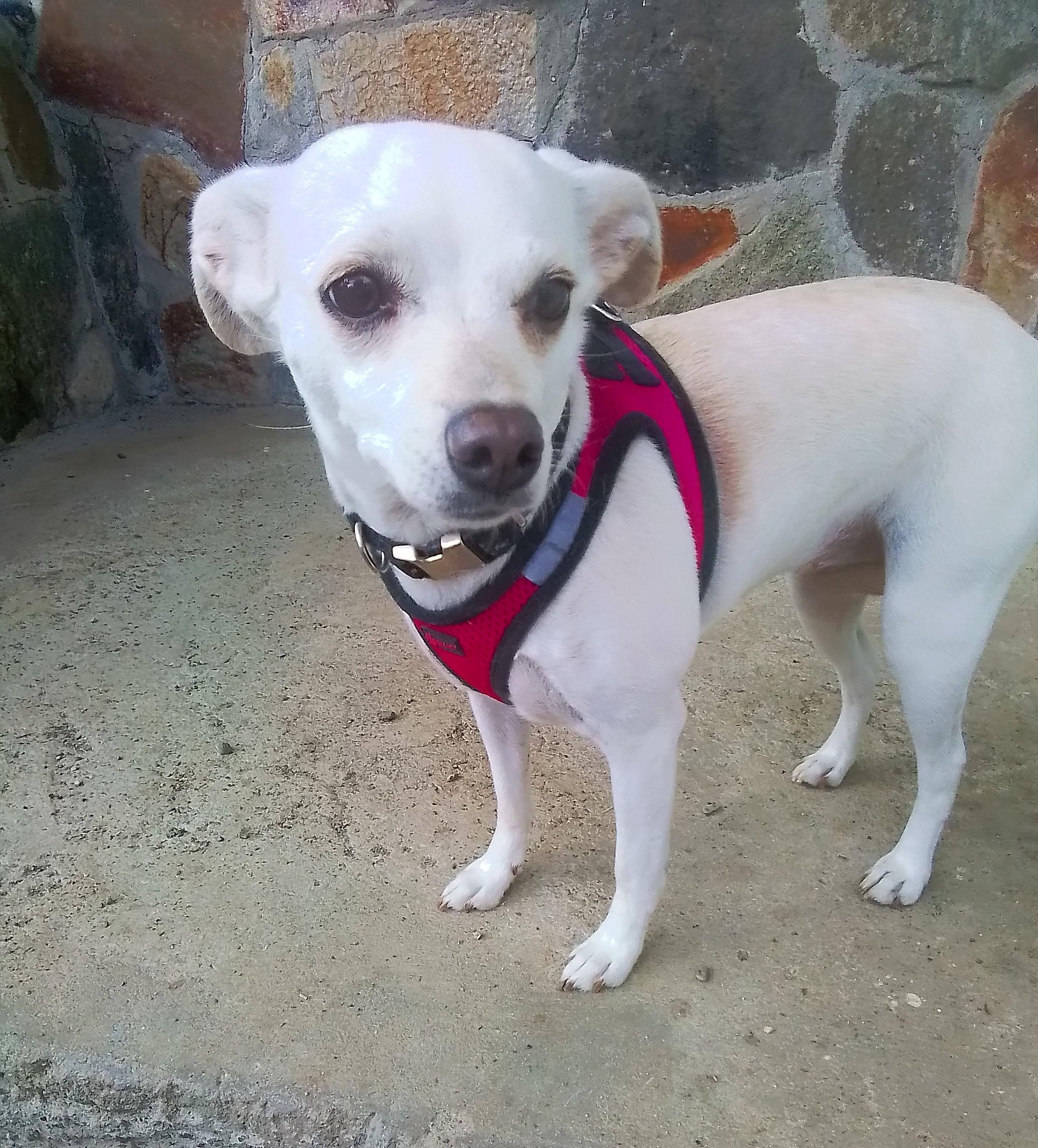 Enlarge Charlie, a Adopted mixed breed in Marysville, WA image 3/6