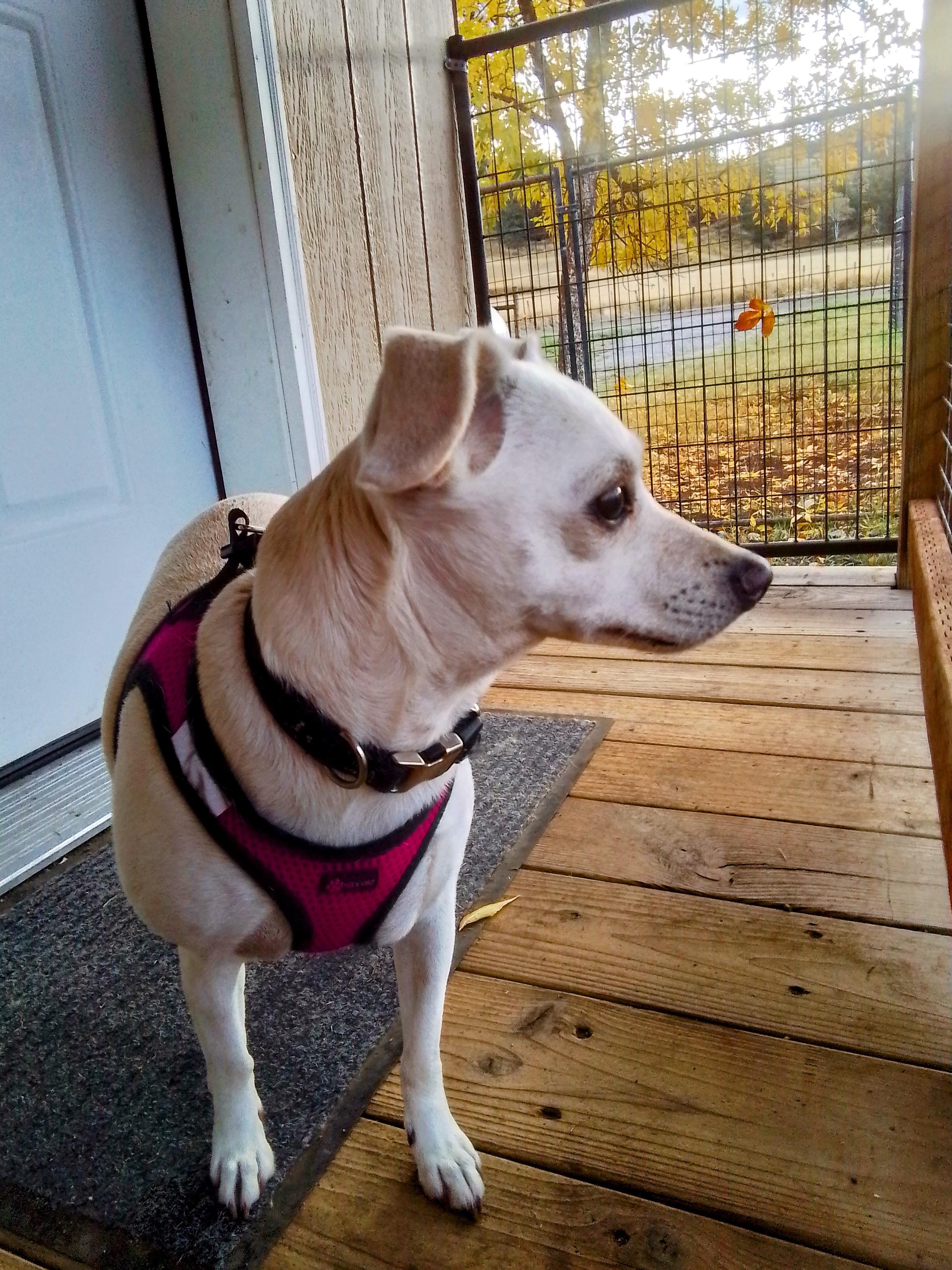Enlarge Charlie, a Adopted mixed breed in Marysville, WA image 2/6