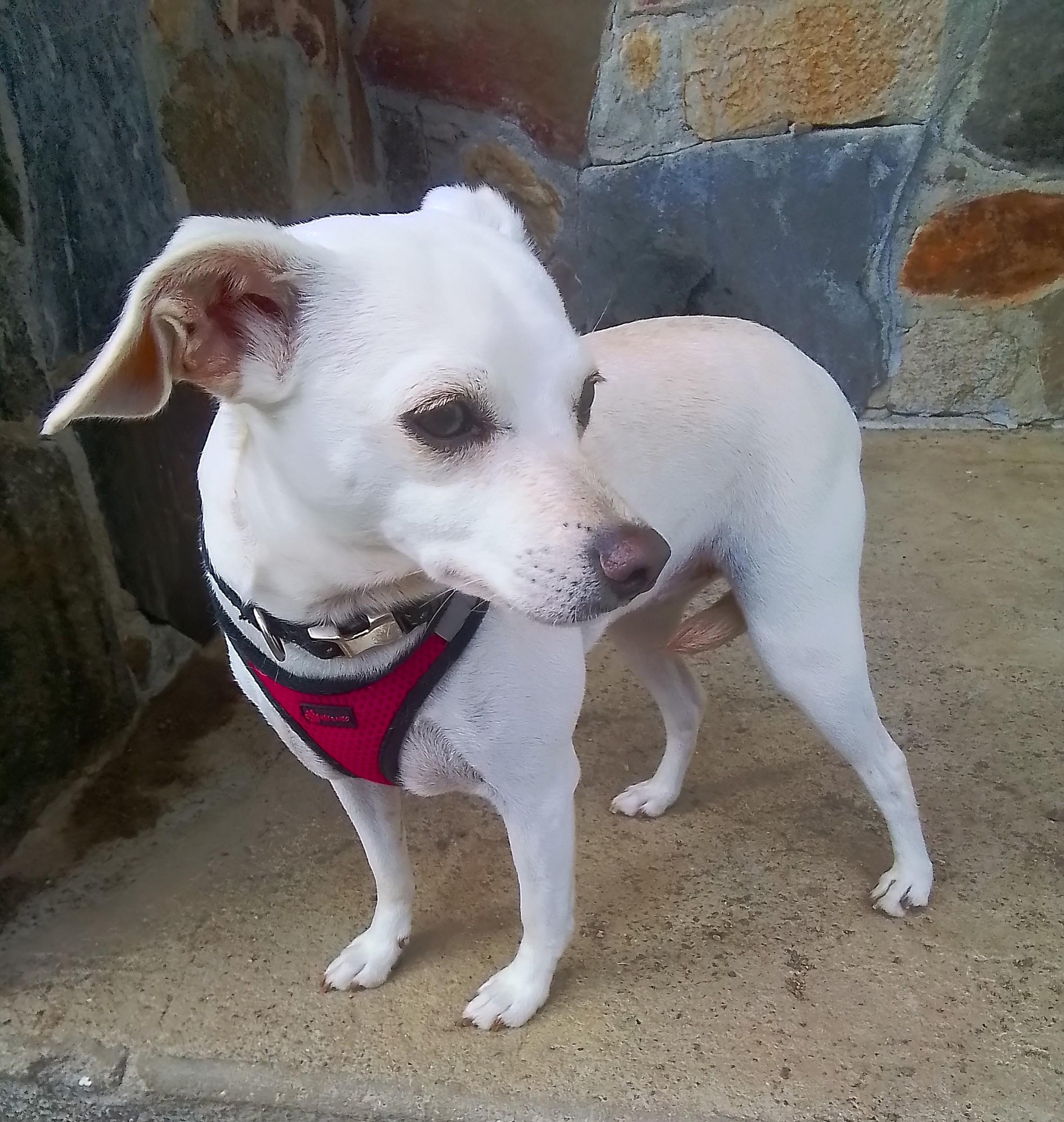 Enlarge Charlie, a Adopted mixed breed in Marysville, WA image 4/6