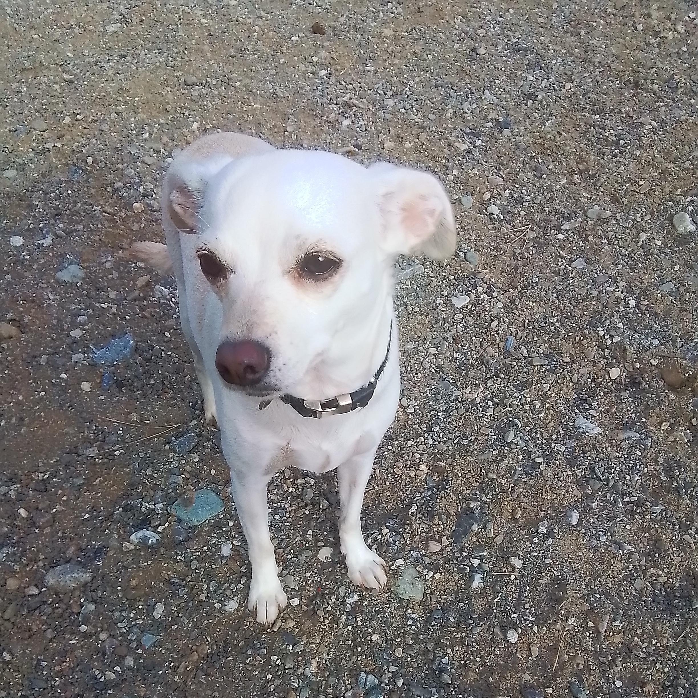 Charlie, Adopted, Adult Female Chihuahua.