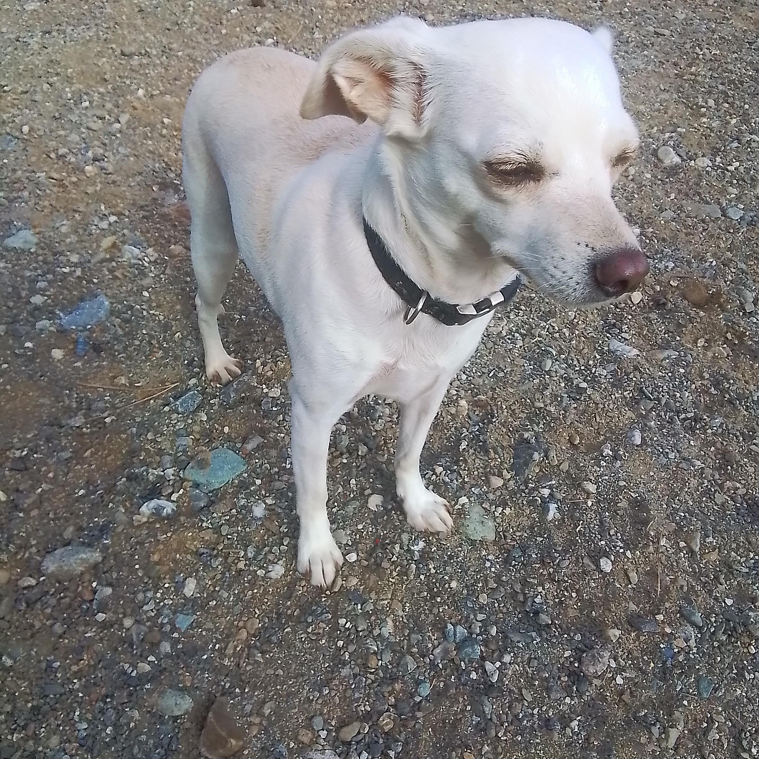 Enlarge Charlie, a Adopted mixed breed in Marysville, WA image 6/6