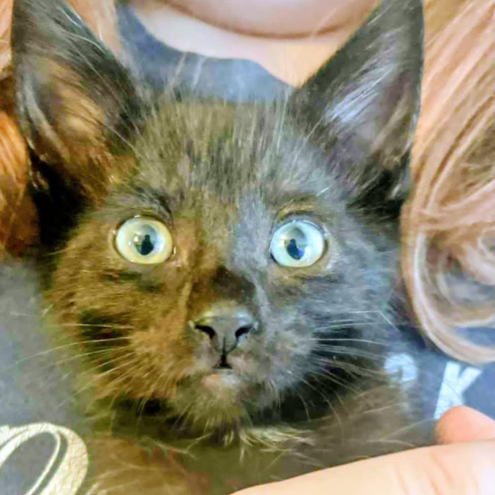 Quinn, Adoptable, Young Male Domestic Short Hair.