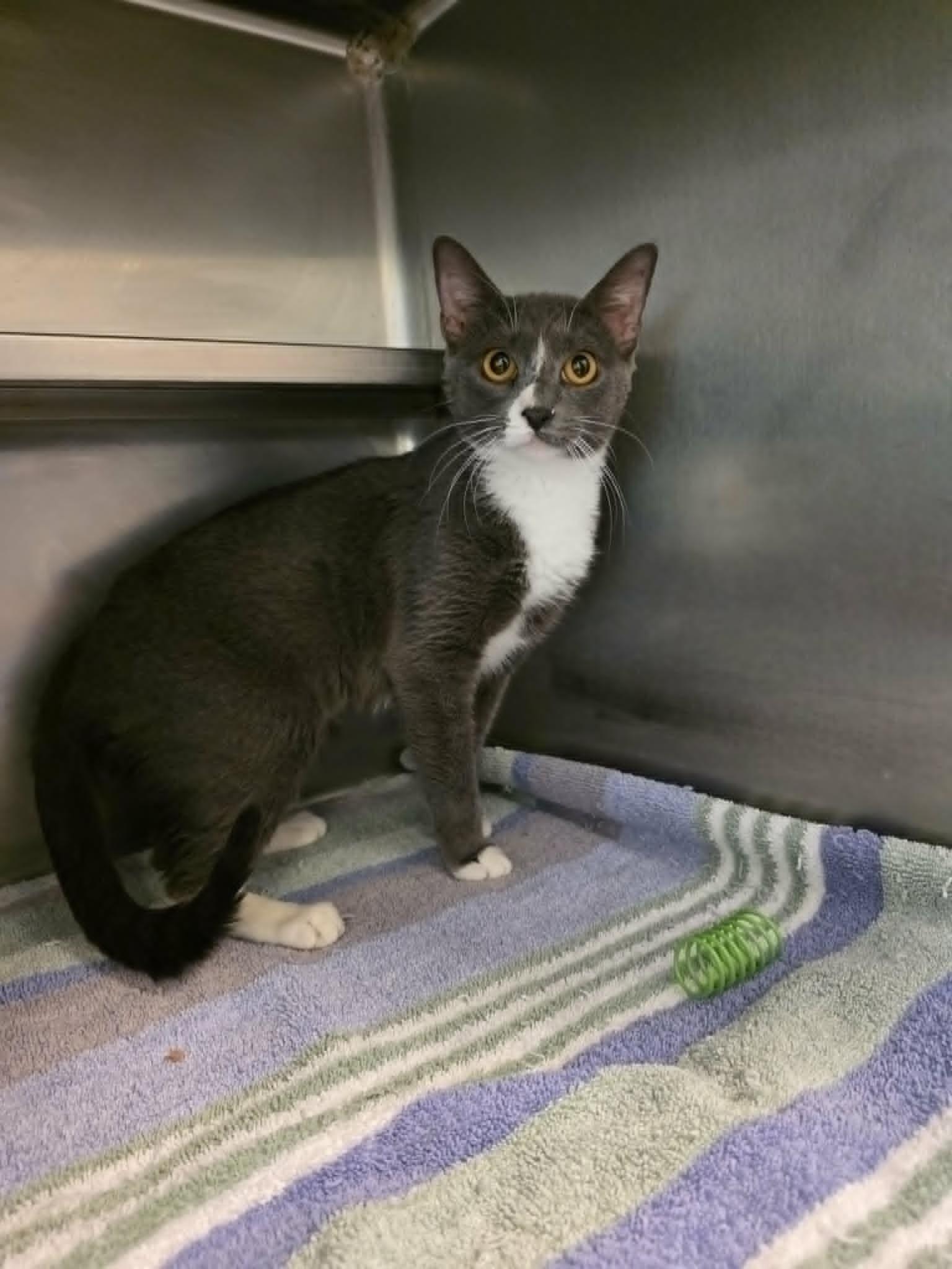 Enlarge Zambezi, a ADOPTABLE Domestic Short Hair in Umatilla, FL image 1/2