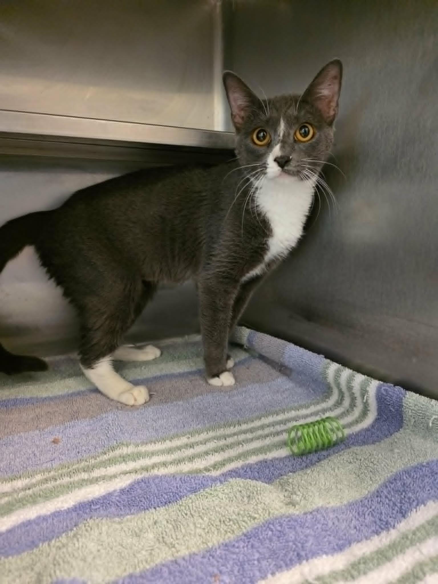 Enlarge Zambezi, a ADOPTABLE Domestic Short Hair in Umatilla, FL image 2/2