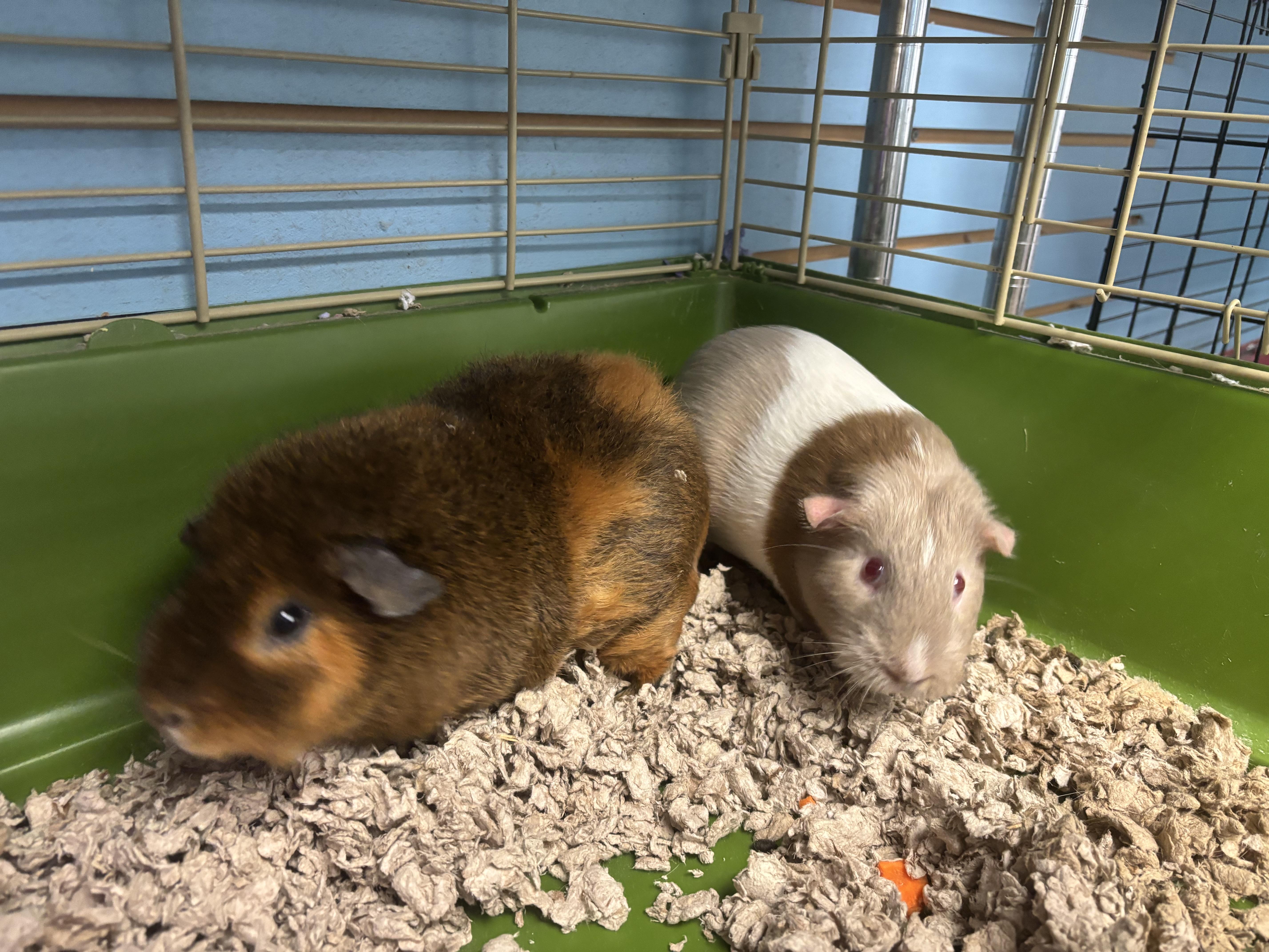 Cinnamon and Oreo, a ADOPTABLE Guinea Pig in Lyndhurst, NJ image 1/2