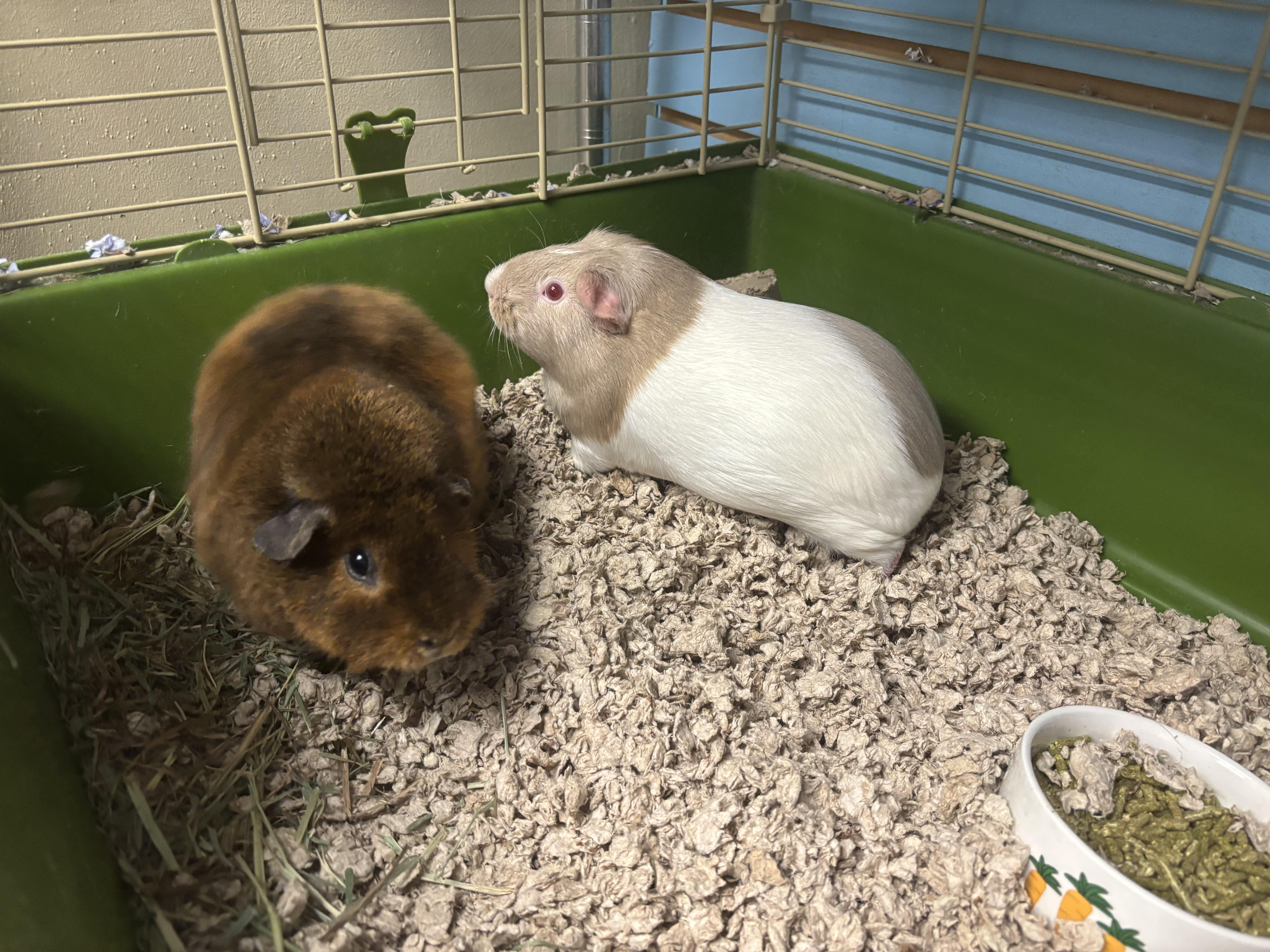 Cinnamon and Oreo, a ADOPTABLE Guinea Pig in Lyndhurst, NJ image 2/2