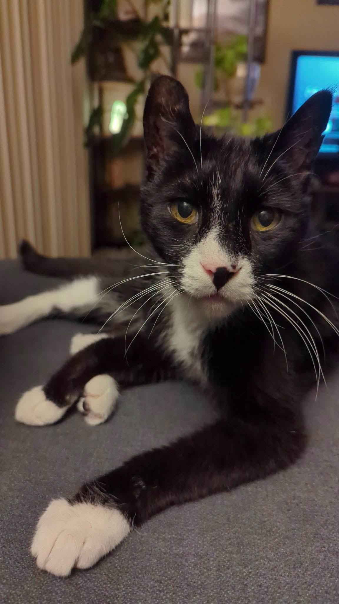 Enlarge Bo, a ADOPTABLE Domestic Short Hair in Manhattan, KS image 1/1
