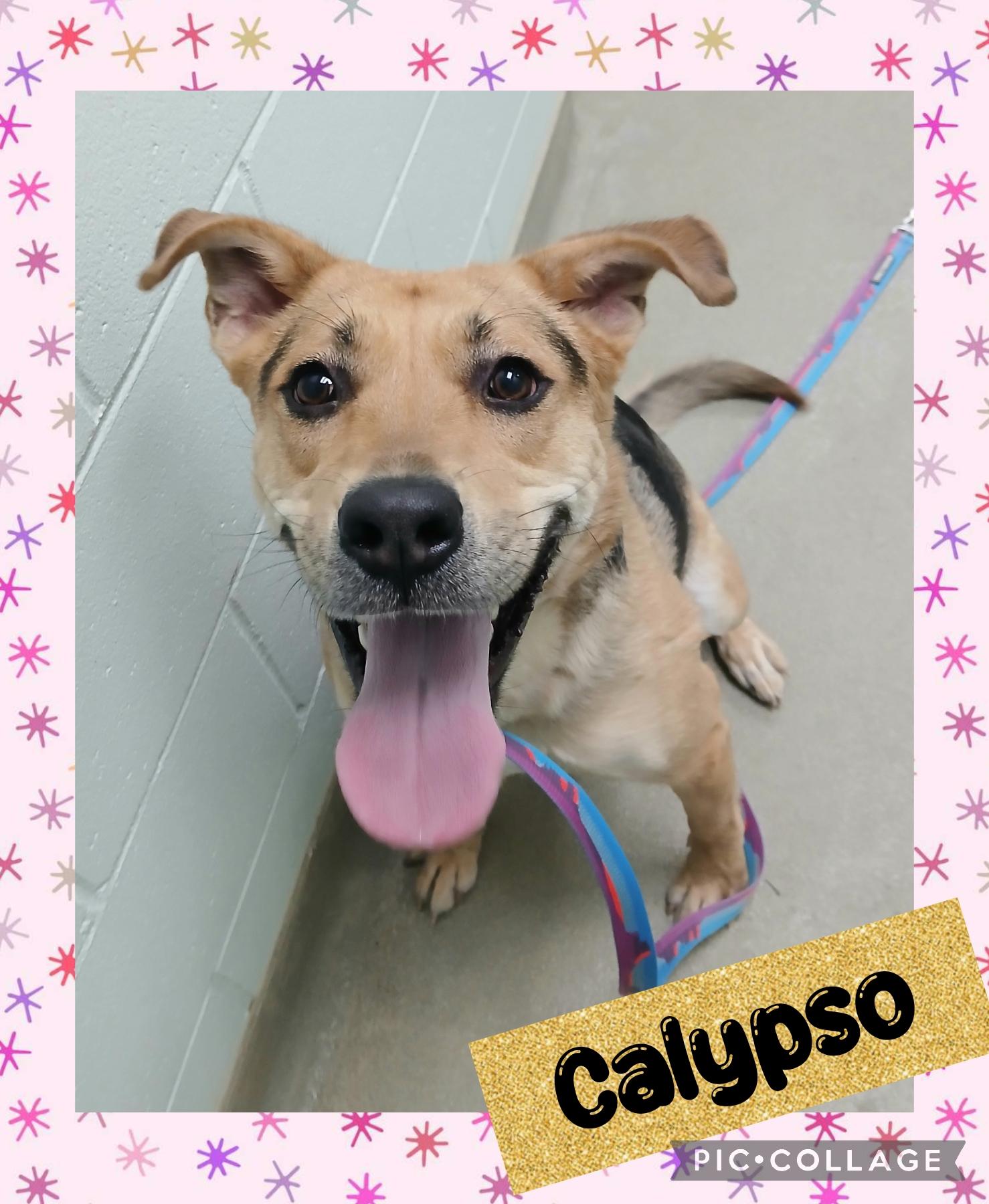 Enlarge Calypso, a ADOPTABLE mixed breed in Iron River, MI image 1/1