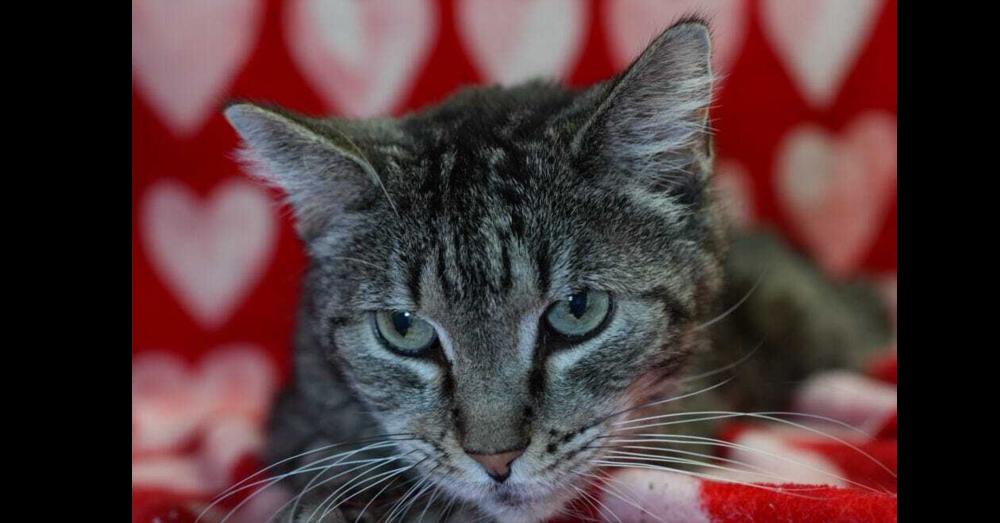 Bailyn, Adoptable, Adult Female Domestic Short Hair.