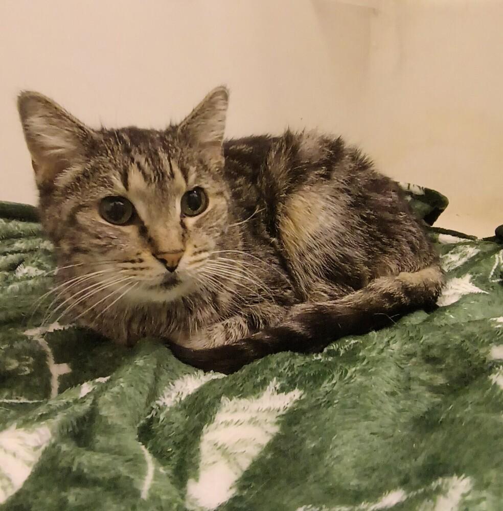 Enlarge Bailyn (bonded to Beryl), a Adoptable Domestic Short Hair in Wheaton, IL image 1/2