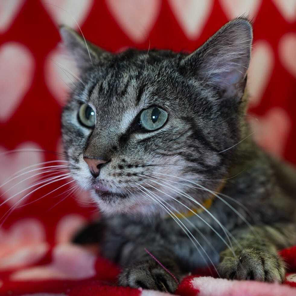 Enlarge Bailyn, a Adoptable Domestic Short Hair in Wheaton, IL image 4/4