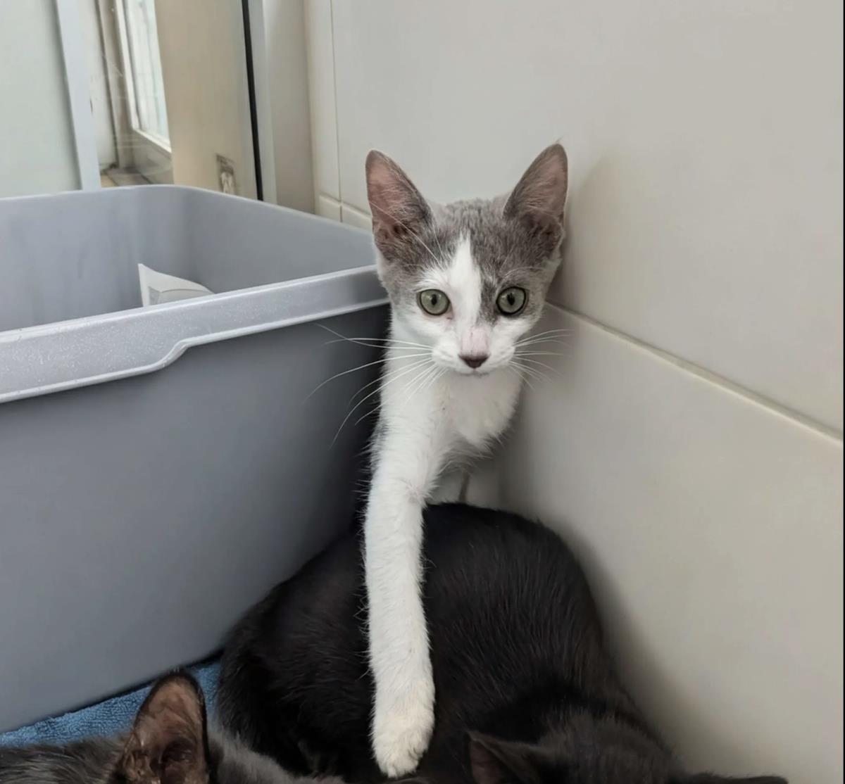 Daisy, Adoptable, Kitten Female Domestic Short Hair.
