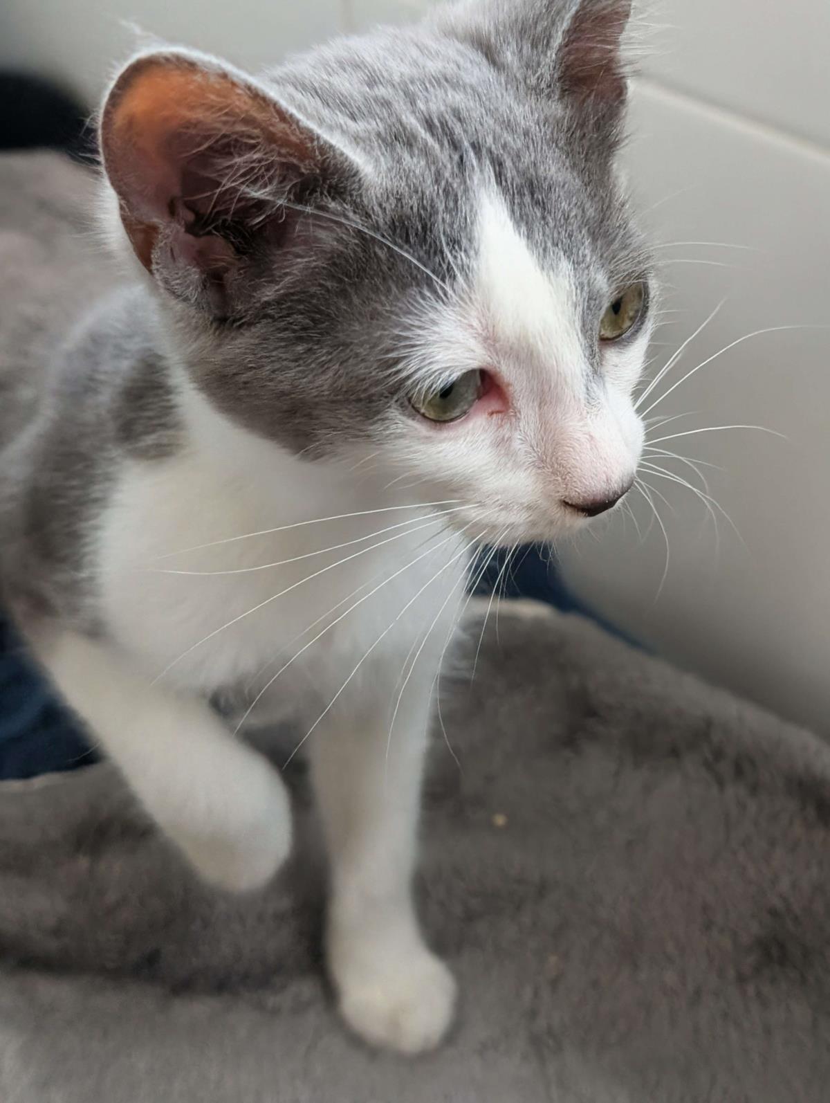 Daisy, a Adoptable Domestic Short Hair in La Jolla, CA image 2/3