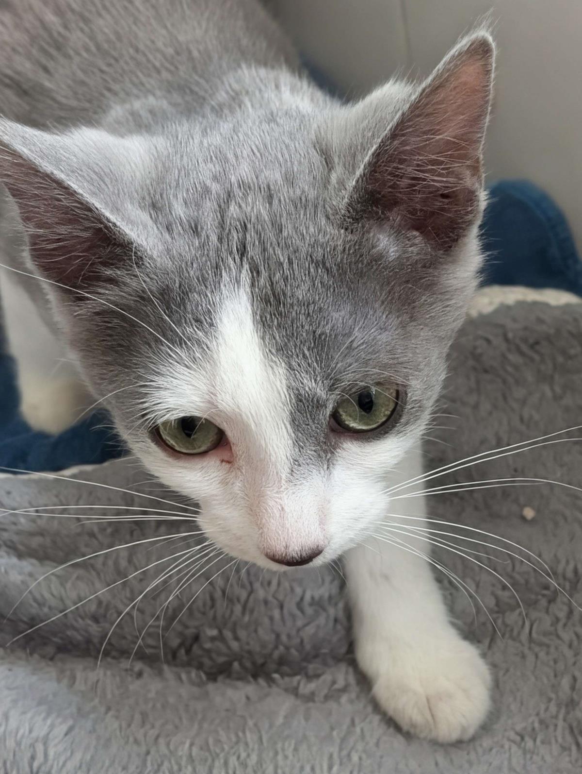 Daisy, a Adoptable Domestic Short Hair in La Jolla, CA image 3/3