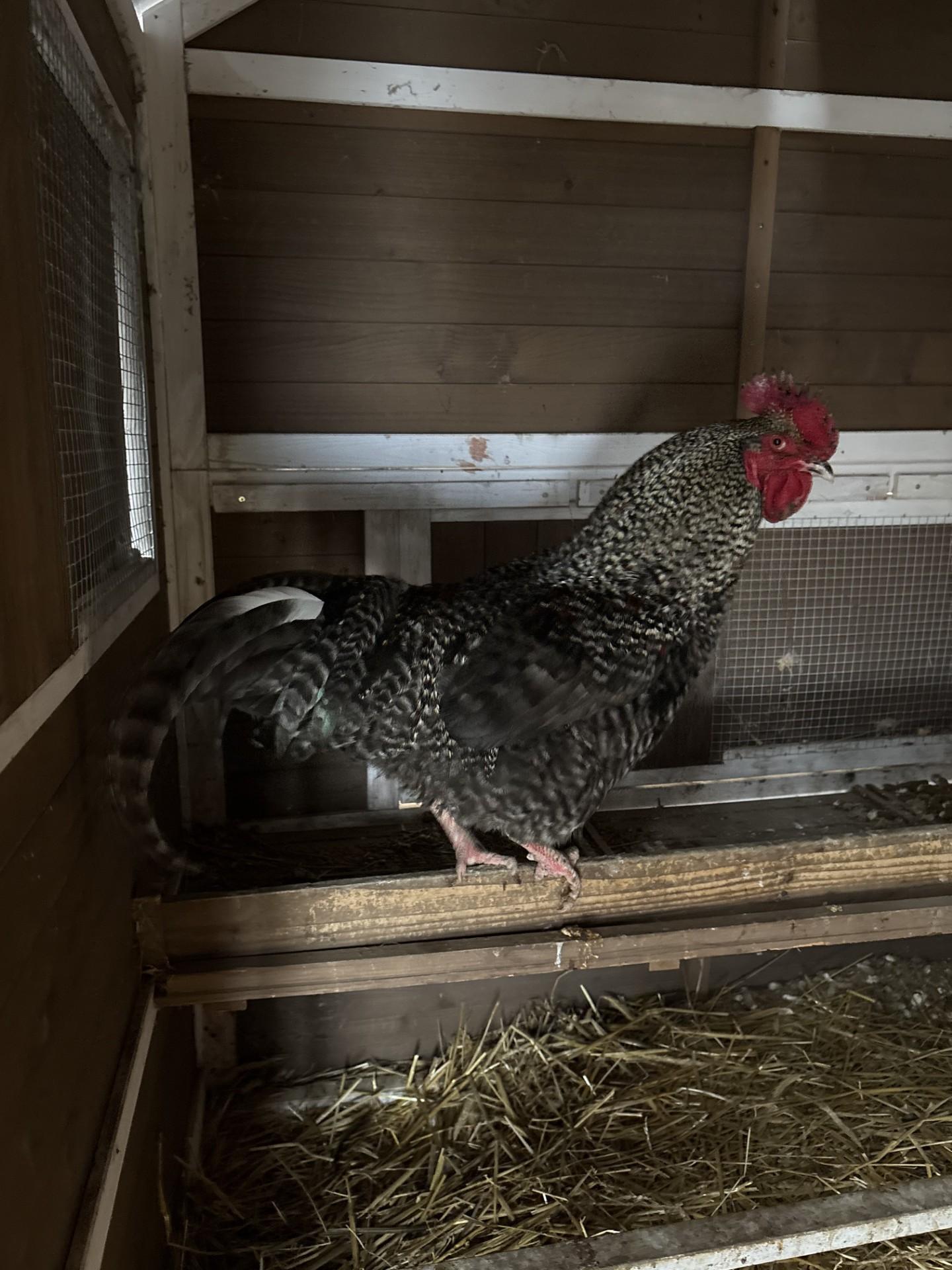Butters, ADOPTABLE, Adult Male Chicken.