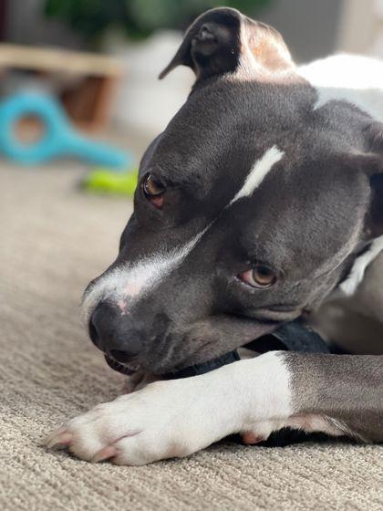 Hays(in foster) — thumbnail 3