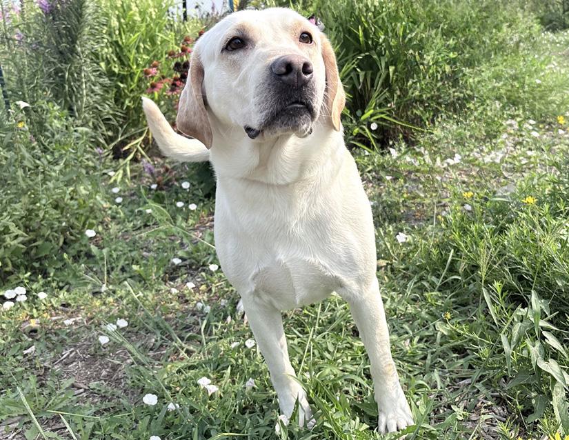Charlie, adopted, Adult Male Labrador Retriever.