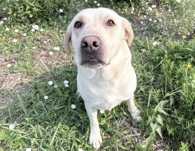 Enlarge Charlie, an adopted Labrador Retriever in Columbus, IN image 2/2