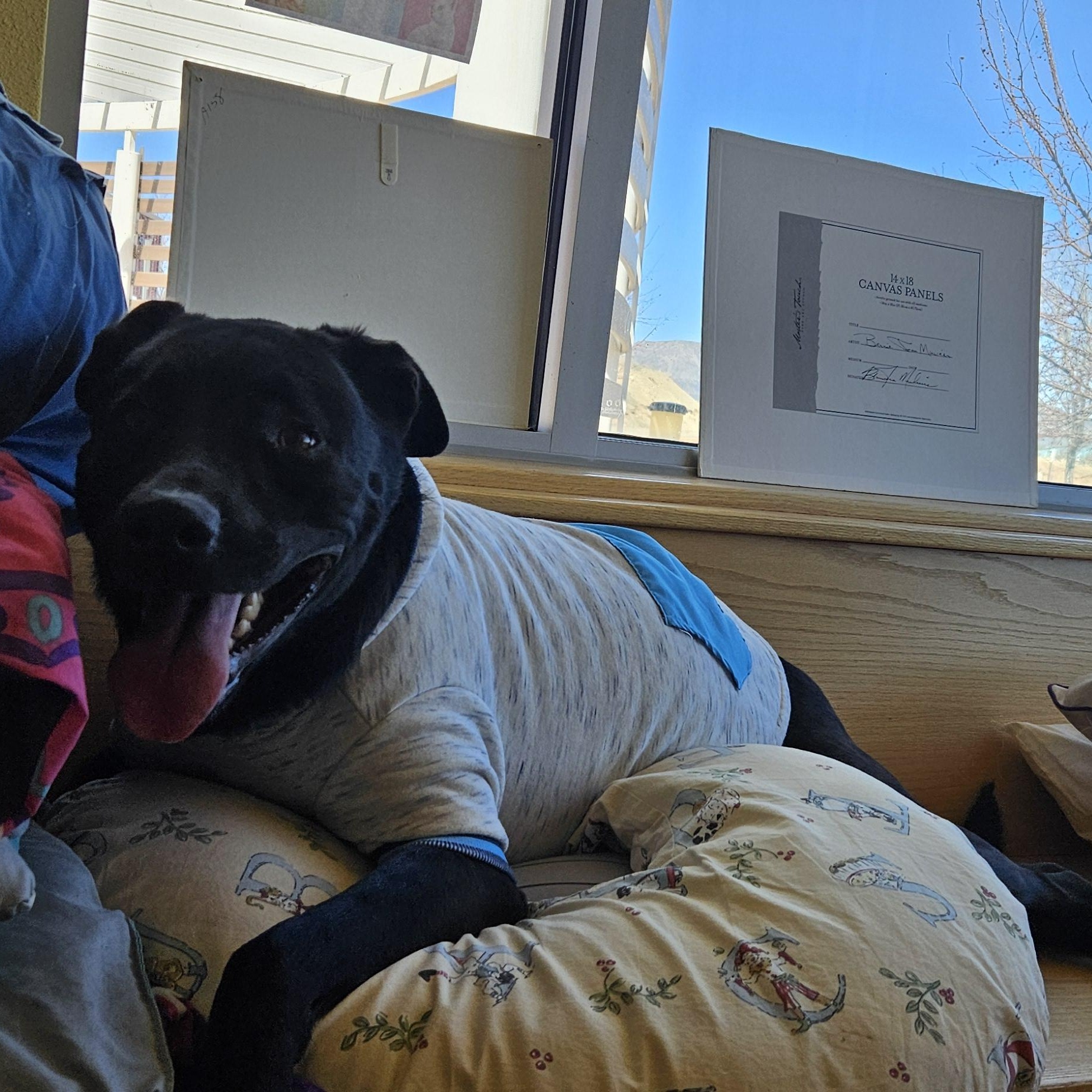 Enlarge Beau, an adoptable mixed breed in Edgewood, NM image 2/5