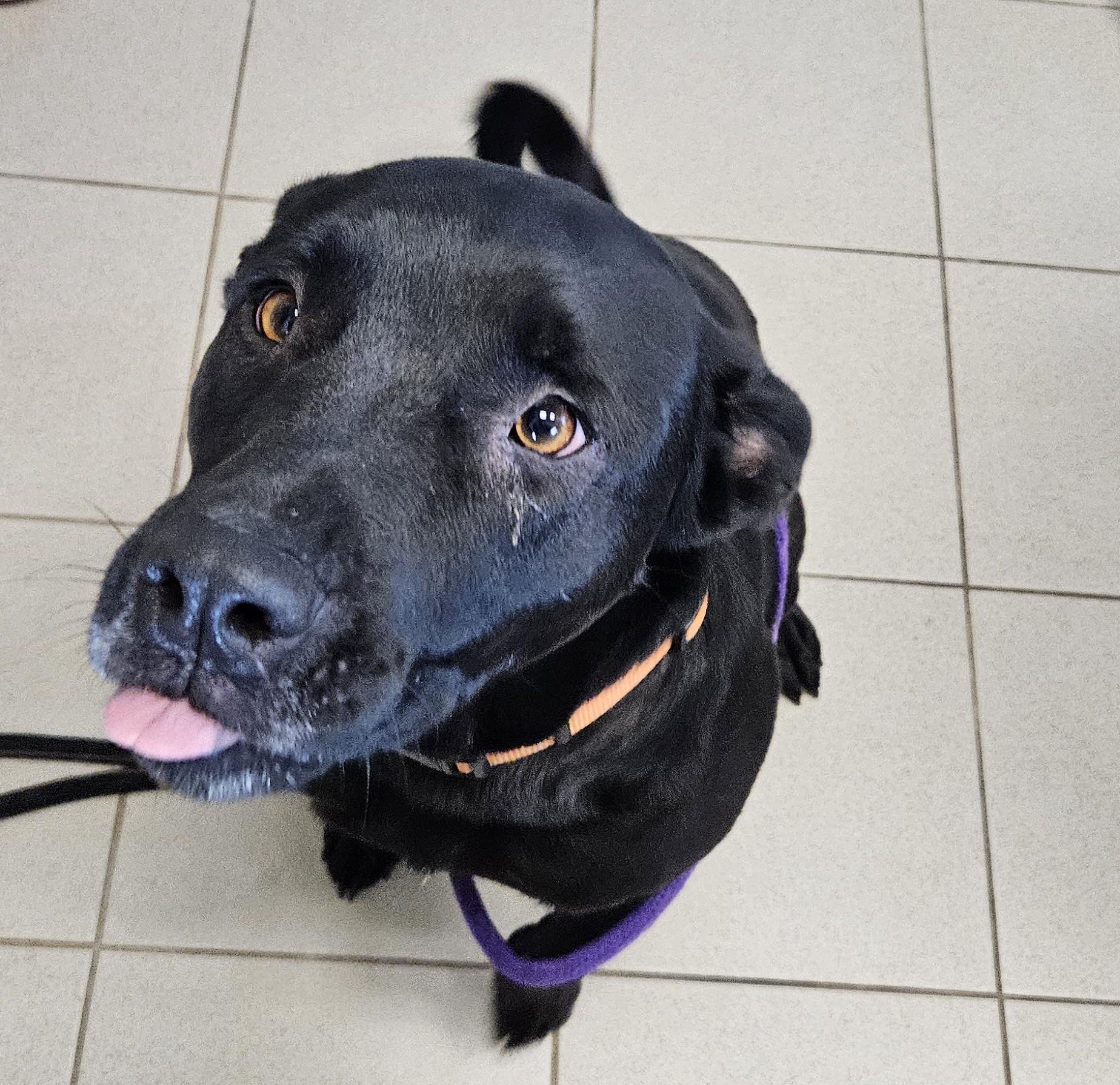 Enlarge Beau, an adoptable mixed breed in Edgewood, NM image 5/5