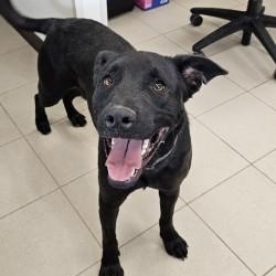 Enlarge Beau, an adoptable mixed breed in Edgewood, NM image 3/5