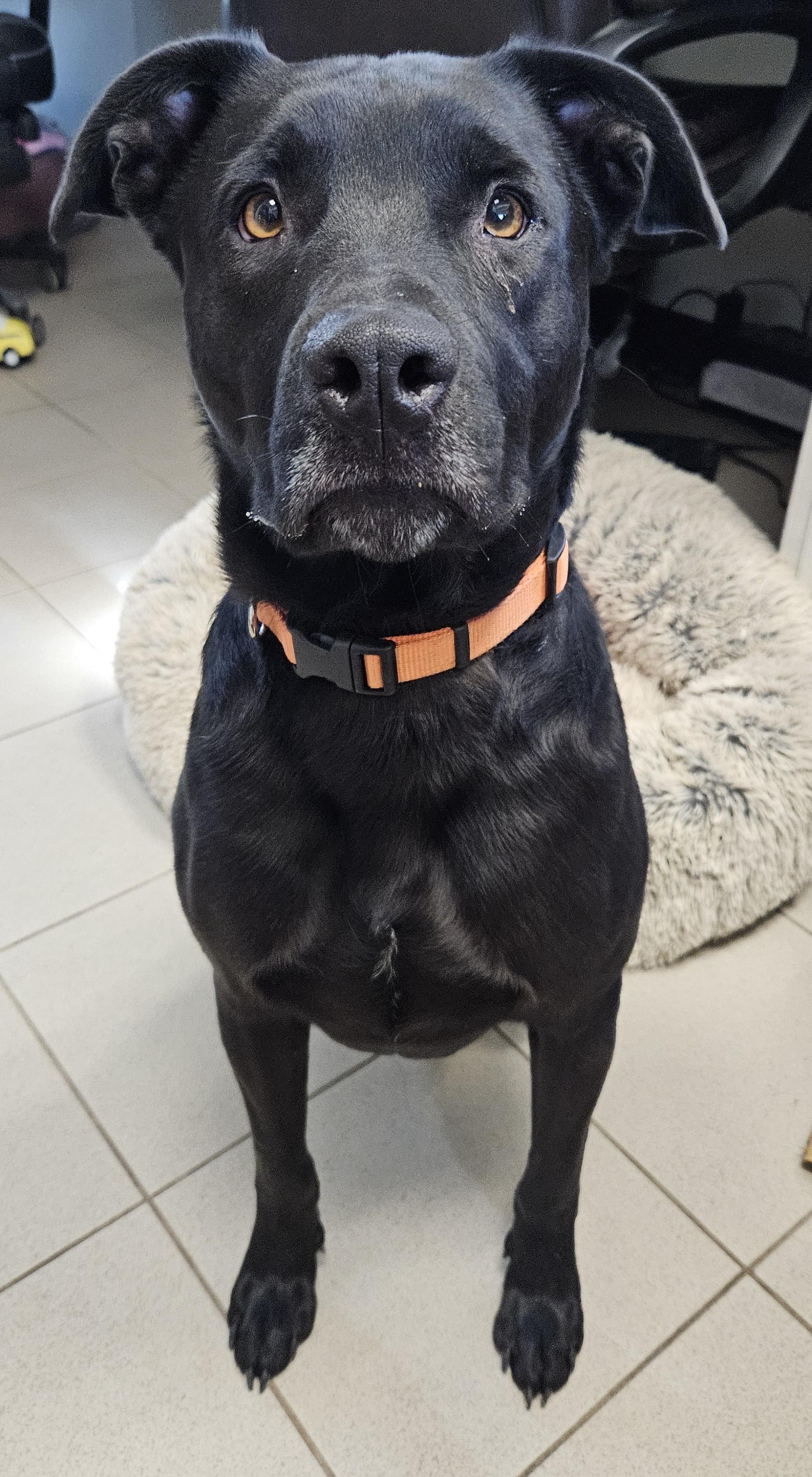 Beau, adoptable, Young Male Labrador Retriever.