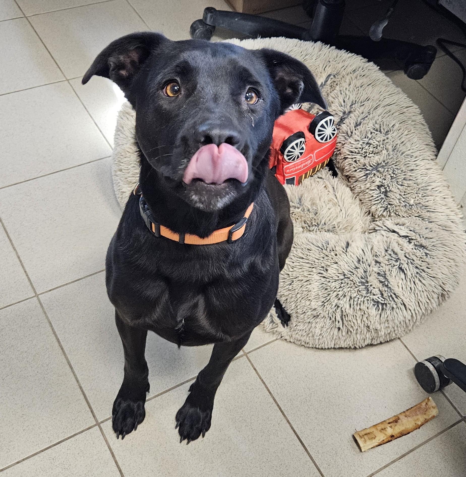 Enlarge Beau, an adoptable mixed breed in Edgewood, NM image 4/5