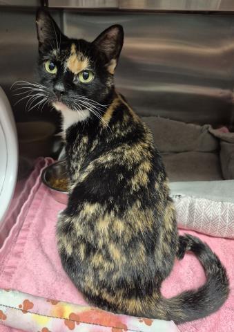 Enlarge ALECTO, a Adoptable Domestic Short Hair in Decatur, IL image 1/1