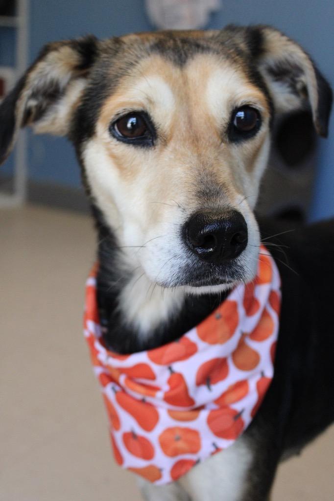 Enlarge River, a Adoptable mixed breed in Morgantown, KY image 2/2