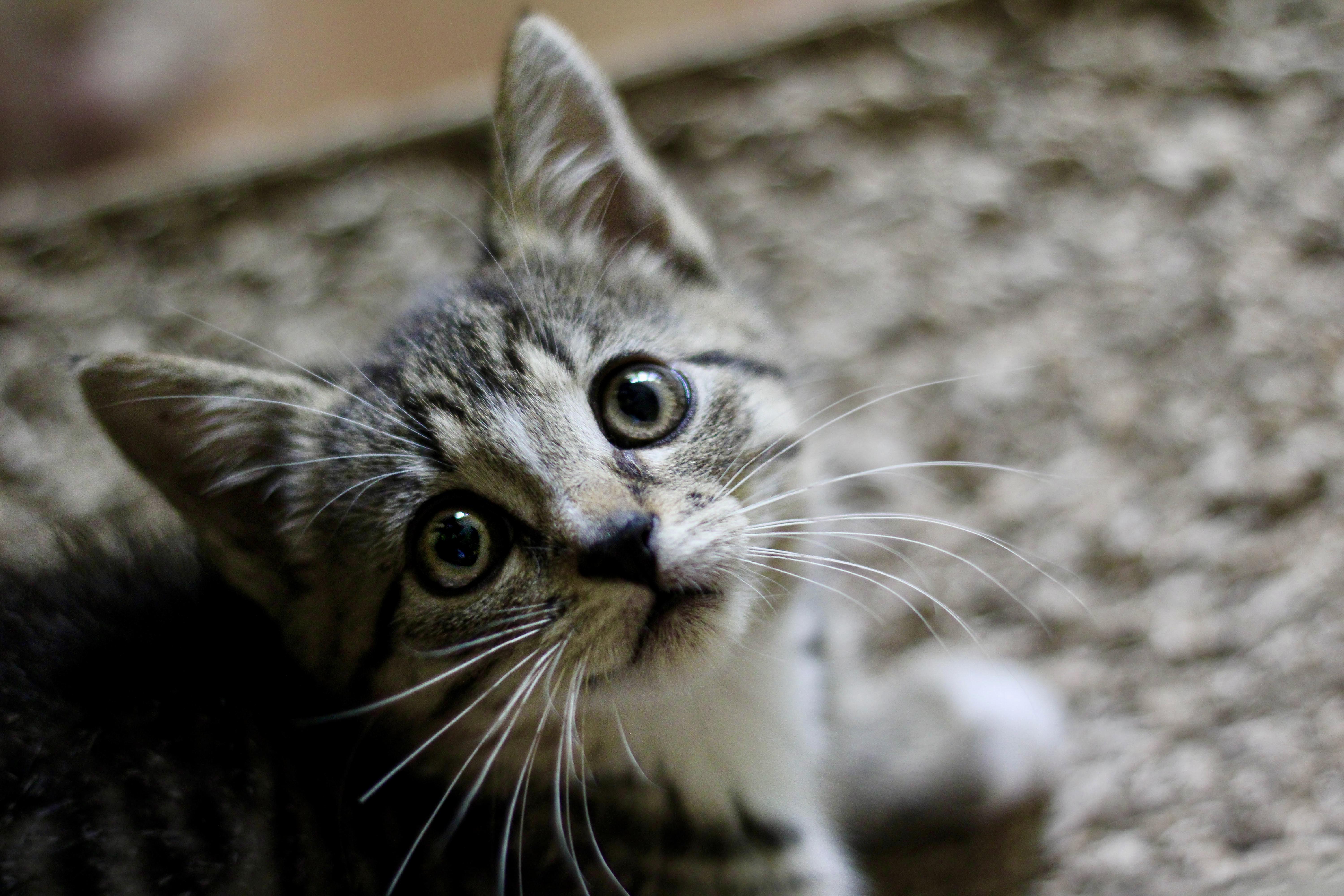 Lesya, a Adopted mixed breed in Liverpool, NY image 1/2