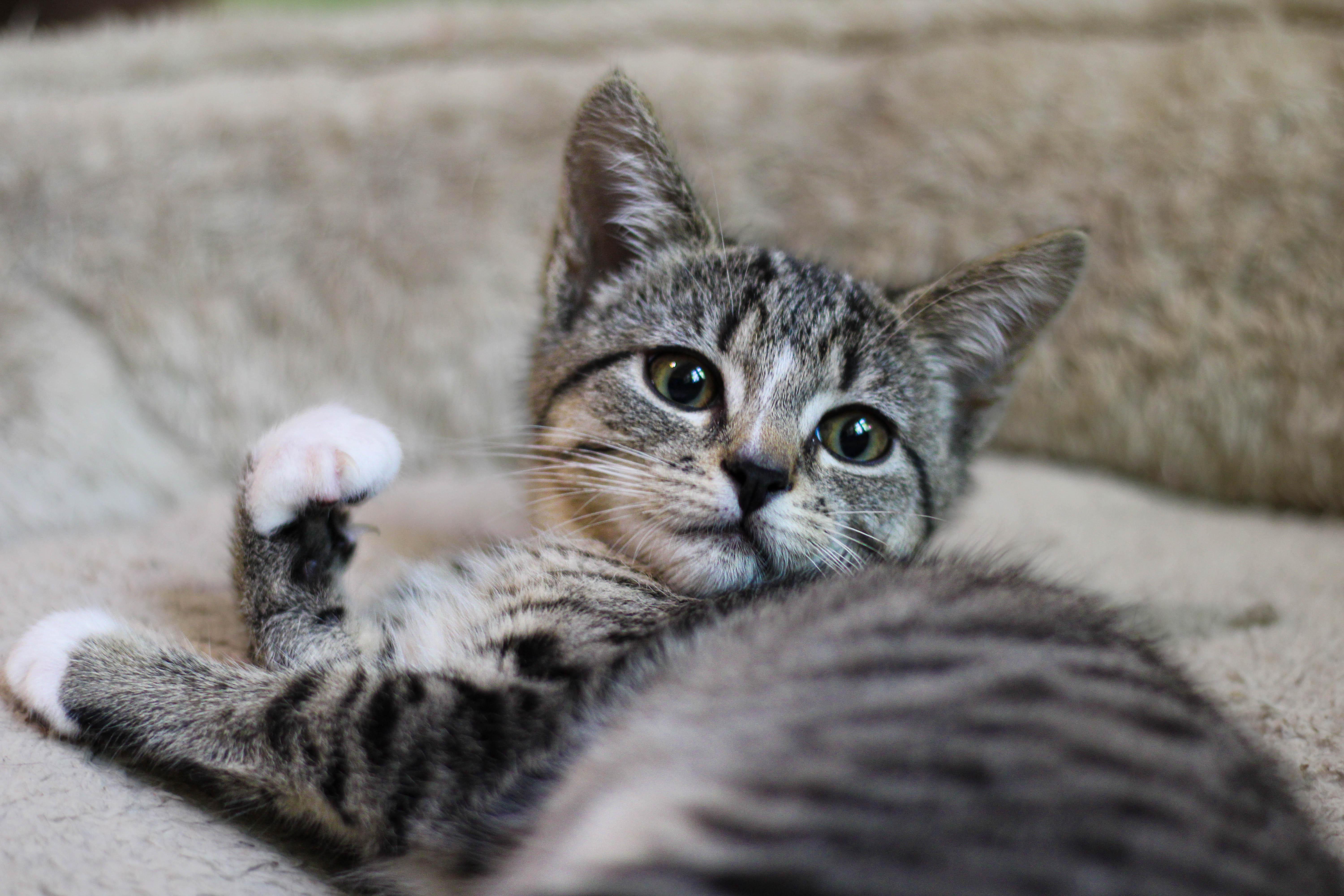 Lesya, a Adopted mixed breed in Liverpool, NY image 2/2