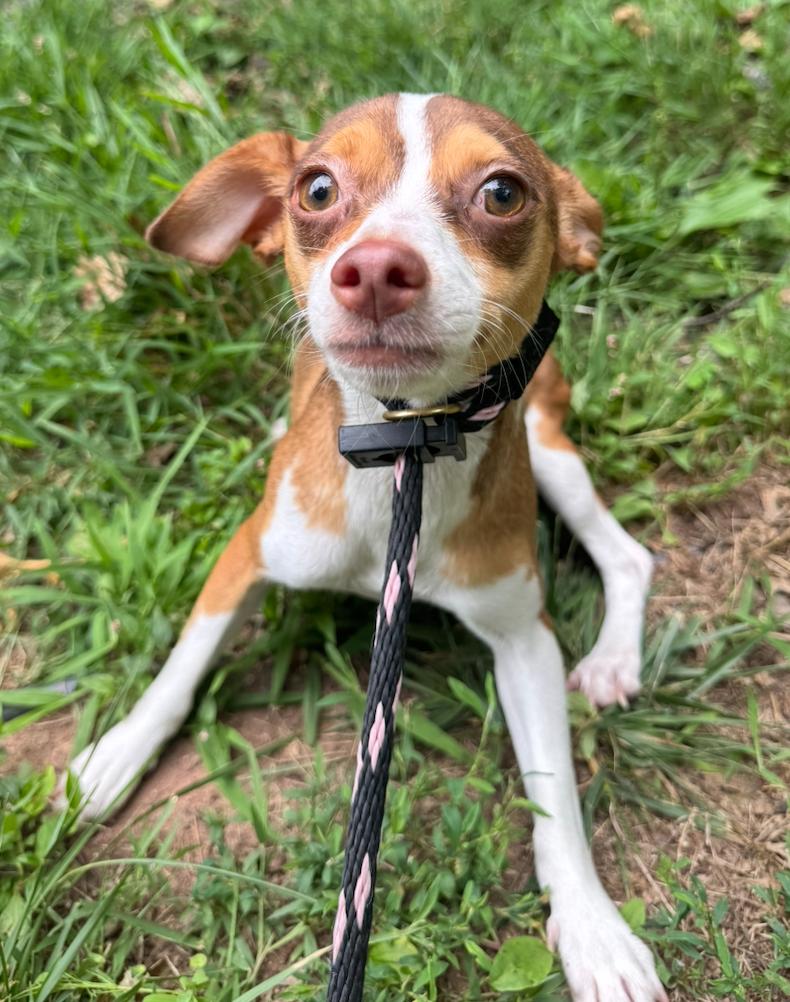Lili, a Adoptable Chihuahua in Hamden, CT image 1/2