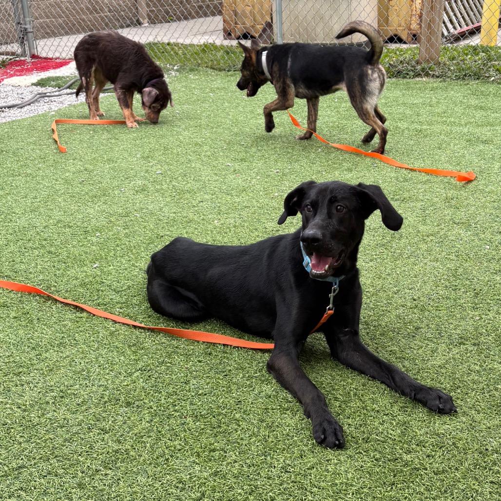 Larry, Adoptable, Adult Male Black Labrador Retriever & Mixed Breed.