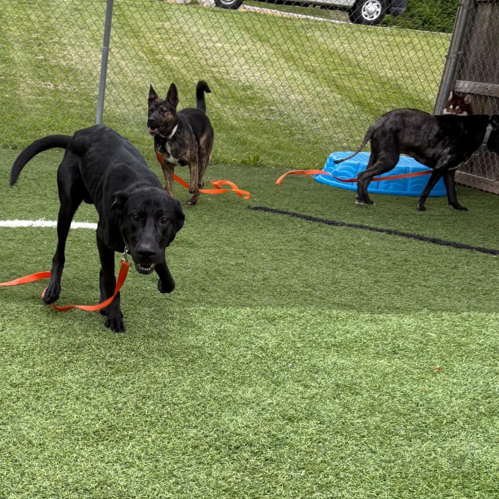 Enlarge Larry, a Adoptable mixed breed in Batavia, OH image 2/6