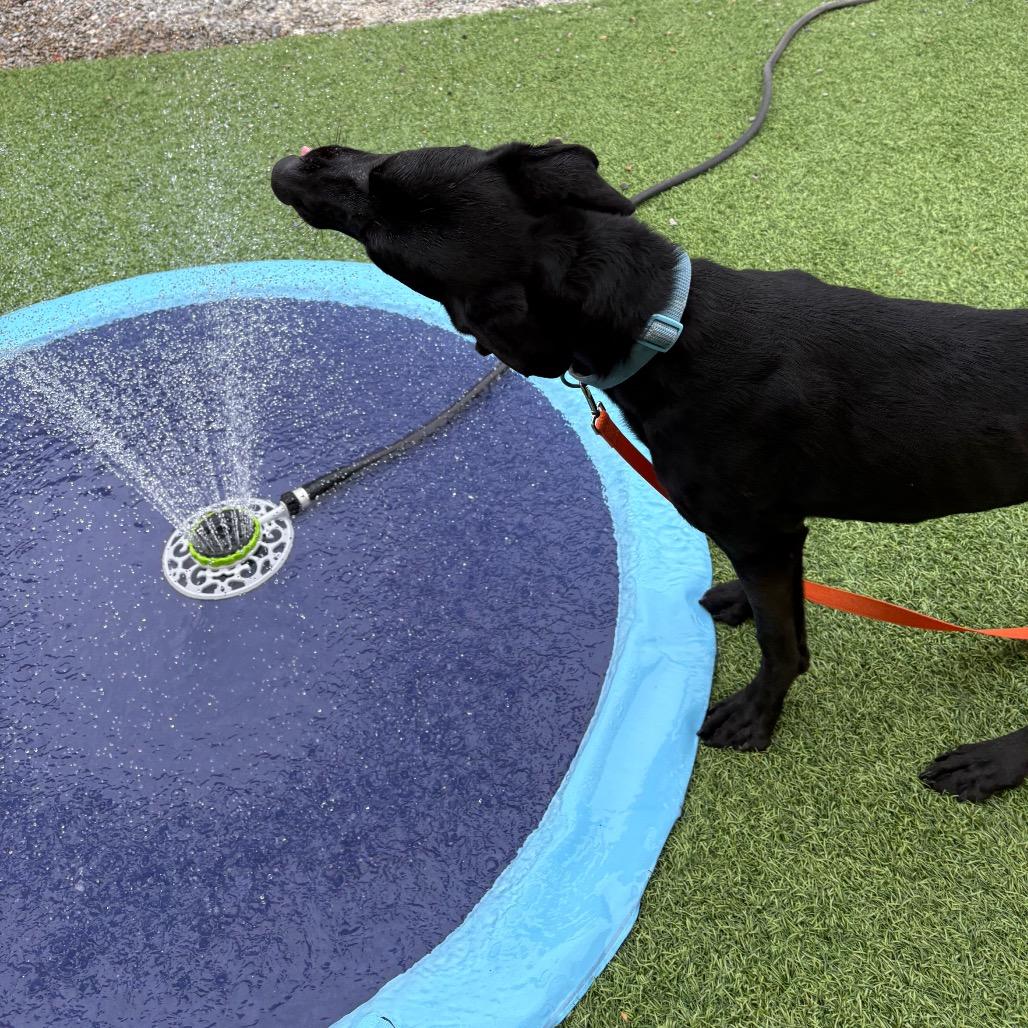 Enlarge Larry, a Adoptable mixed breed in Batavia, OH image 3/6