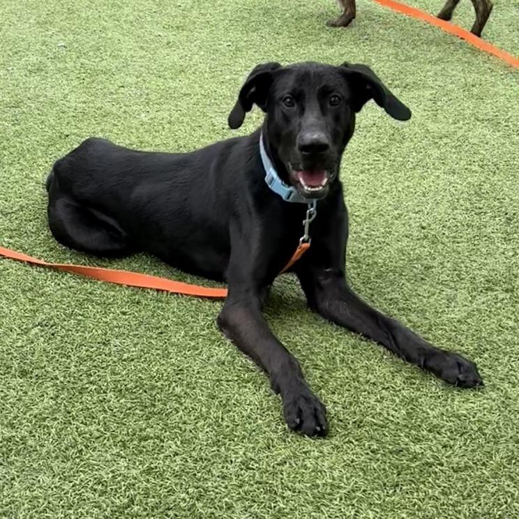 Enlarge Larry, a Adoptable mixed breed in Batavia, OH image 4/6