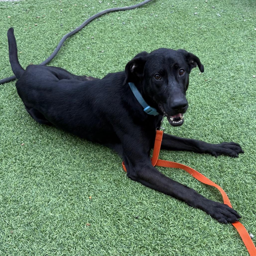 Enlarge Larry, a Adoptable mixed breed in Batavia, OH image 5/6