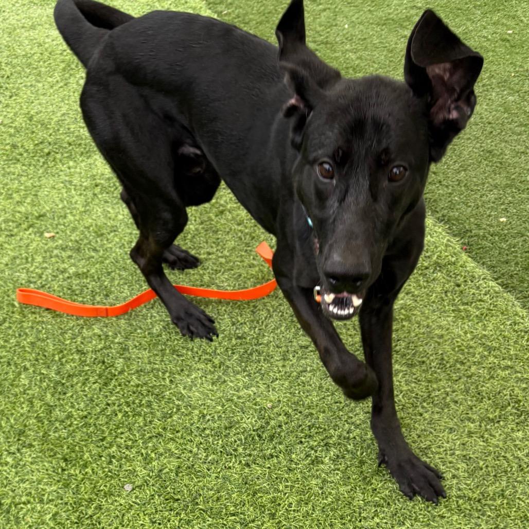 Enlarge Larry, a Adoptable mixed breed in Batavia, OH image 6/6