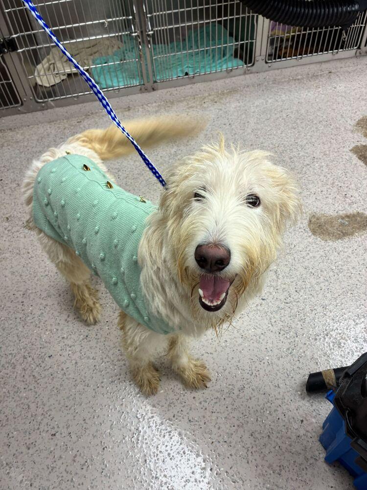 Enlarge Sadie, a Adoptable Irish Terrier in Marietta, GA image 1/2