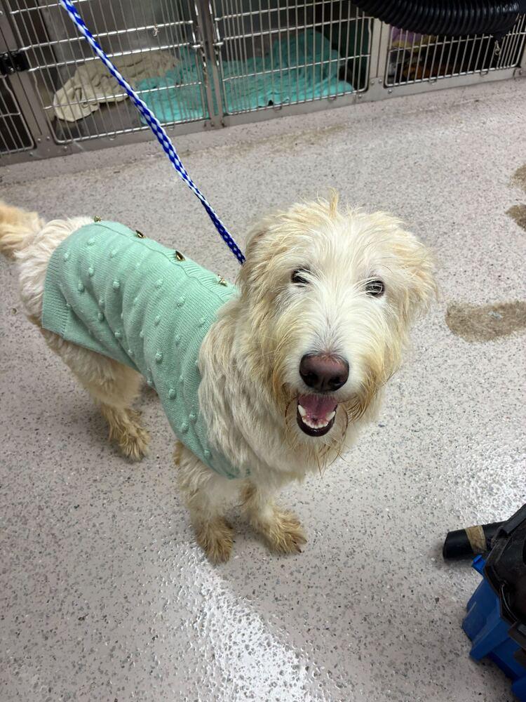 Enlarge Sadie, a Adoptable Irish Terrier in Marietta, GA image 2/2