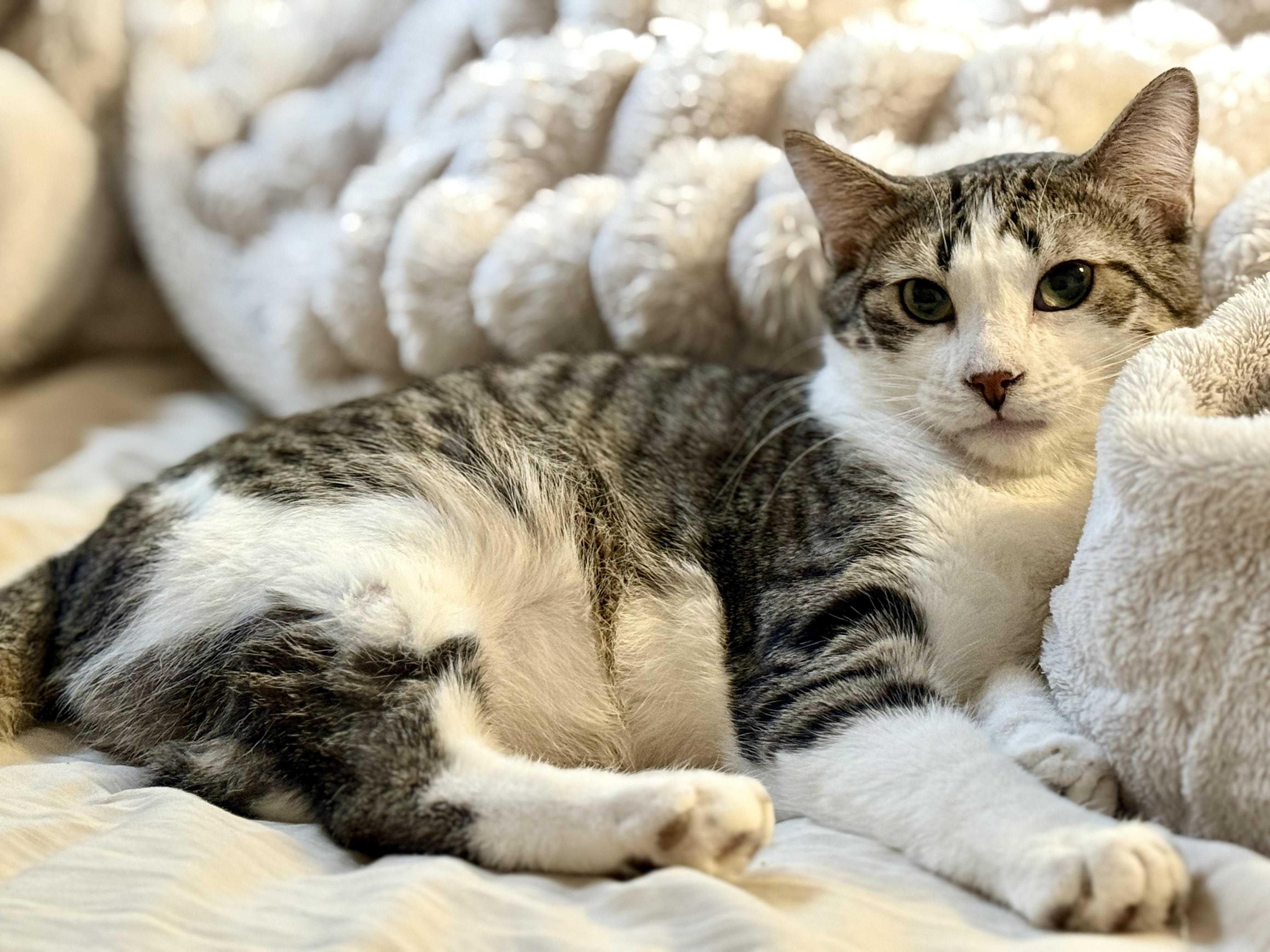 Enlarge Granite, a Adoptable Domestic Short Hair in Stoughton, WI image 1/1