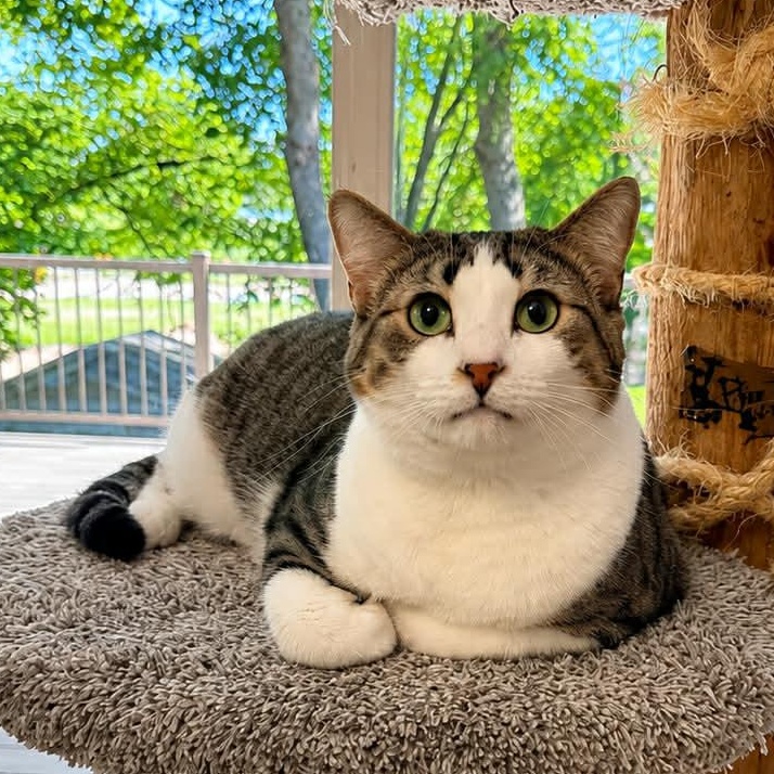 Granite, Adoptable, Young Male Domestic Short Hair.