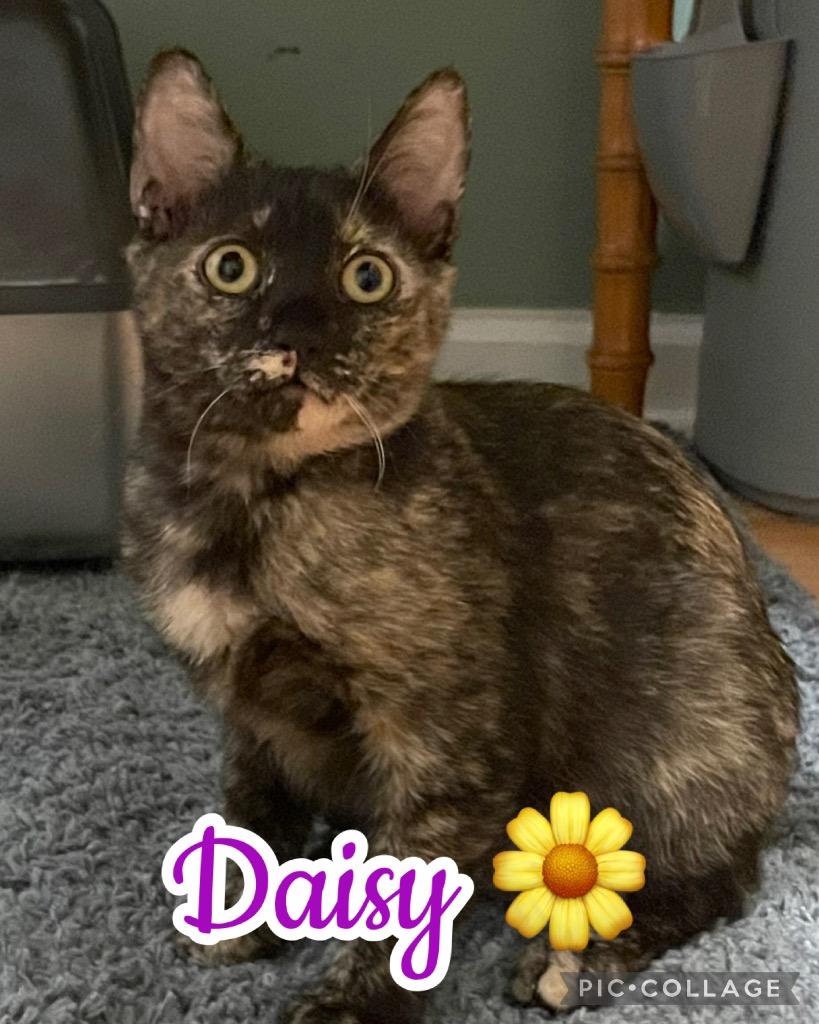 Enlarge Daisy, a Adoptable mixed breed in Fort Oglethorpe, GA image 2/3