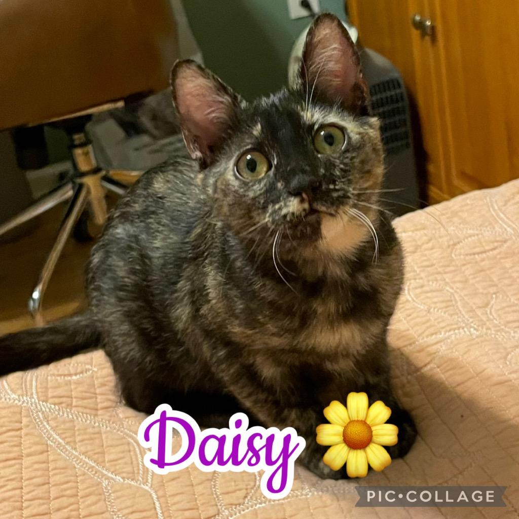 Enlarge Daisy, a Adoptable mixed breed in Fort Oglethorpe, GA image 2/3
