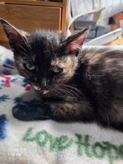 Enlarge Daisy, a Adoptable mixed breed in Fort Oglethorpe, GA image 3/3