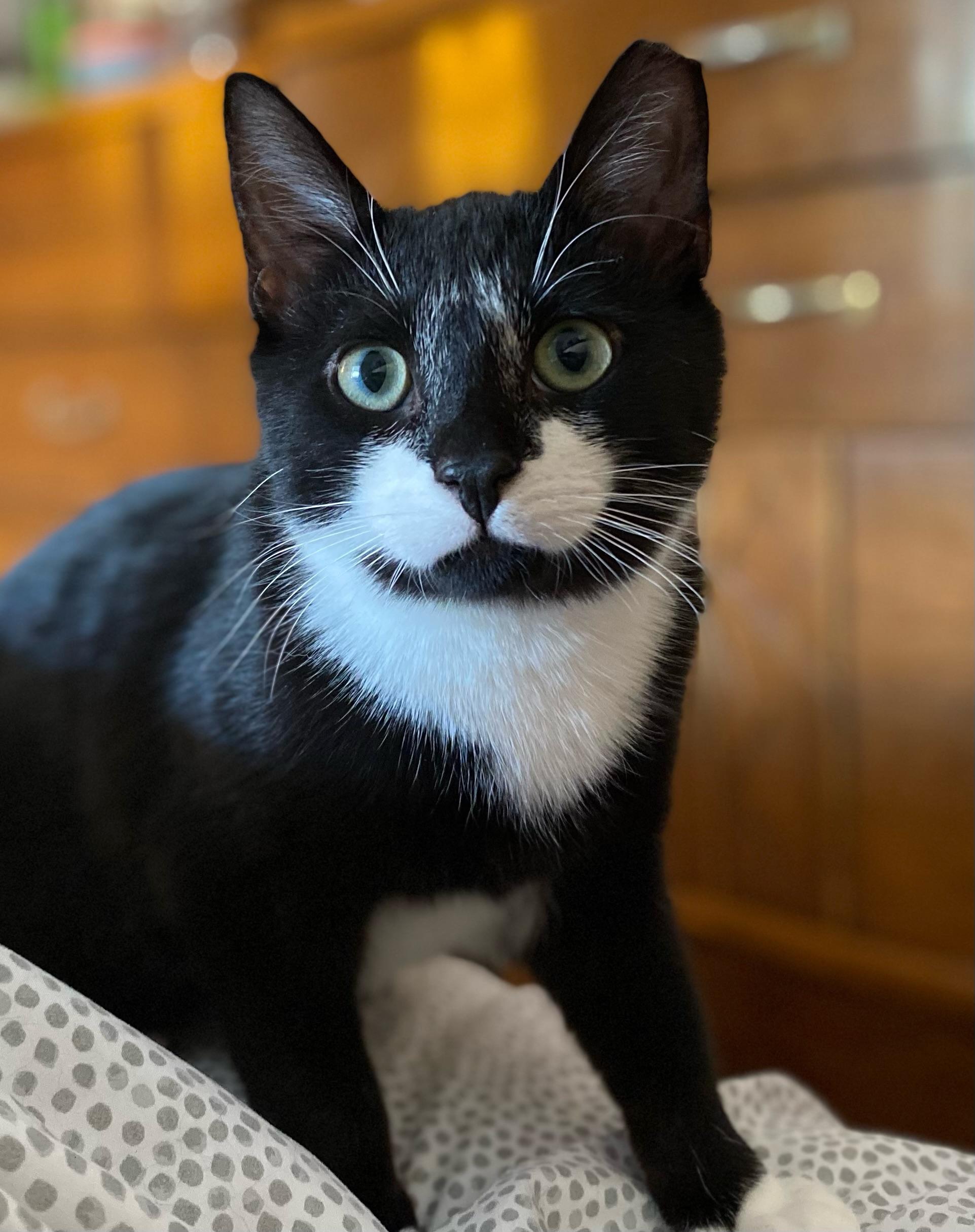 Sir Tux, a Adopted Domestic Short Hair in Staten Island , NY image 1/4